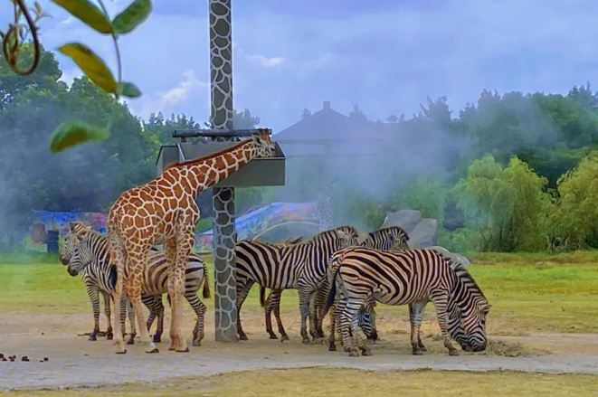 北京到北京野生動物園包車旅游:價格和注意事項